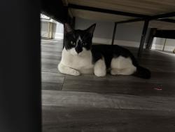 Found/Stray Male Cat last seen Riverfront park , Newark, NJ 07105