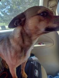 Lost Female Dog last seen Florence Dr , Killeen, TX 76541