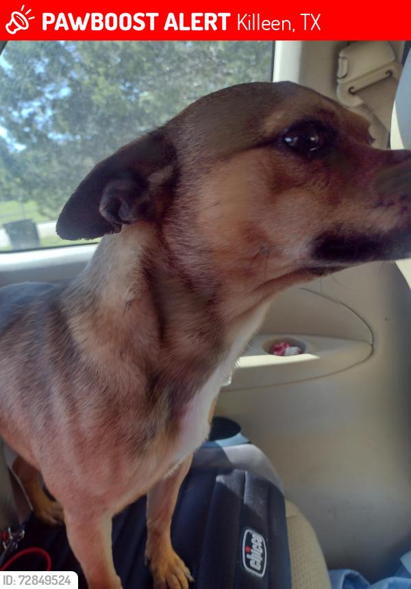 Lost Female Dog last seen Florence Dr , Killeen, TX 76541