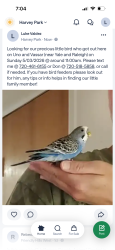 Lost Male Bird last seen Utica and Vassar (near Yale and Raleigh), Denver, CO 80219
