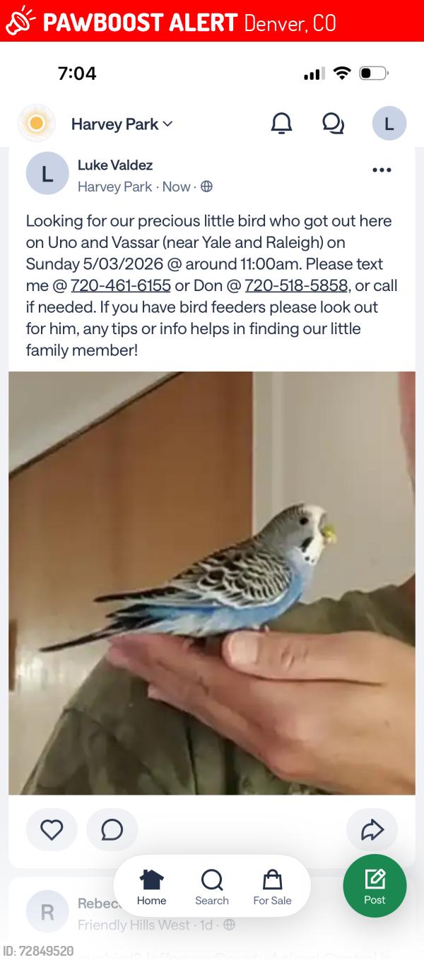 Lost Male Bird last seen Utica and Vassar (near Yale and Raleigh), Denver, CO 80219