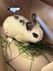 Found/Stray Unknown Rabbit last seen Sundale and Logan , Fremont, CA 94538
