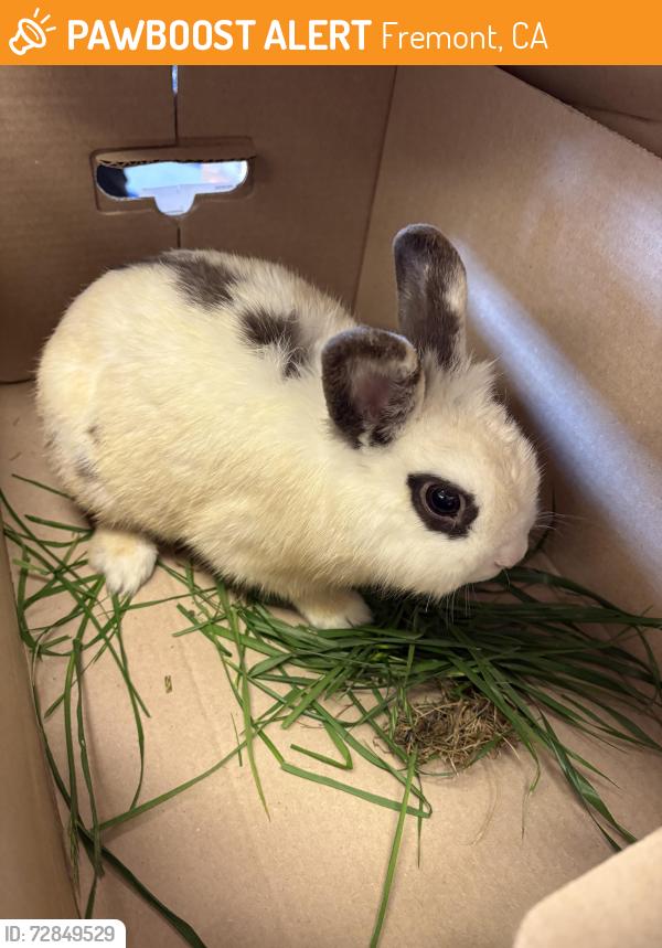 Found/Stray Unknown Rabbit last seen Sundale and Logan, Fremont, CA 94538