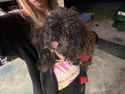 Reunited Male Dog last seen Walmart , Maryville, TN 37803