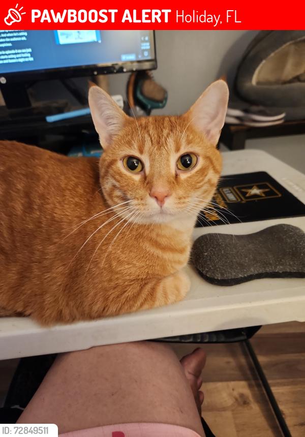 Lost Male Cat last seen Glenwood Circle, Holiday, FL 34691