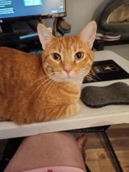 Lost Male Cat last seen Glenwood Circle, Holiday, FL 34691