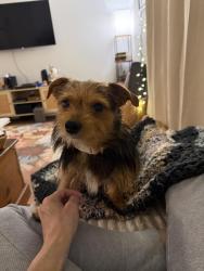 Found/Stray Male Dog last seen Murrayhill & manhassett, Charlotte, NC 28210