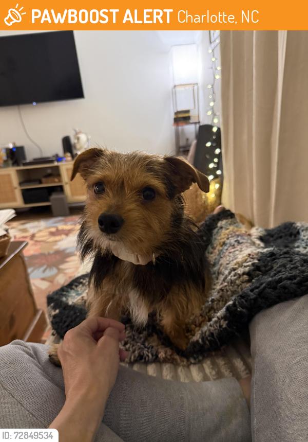 Found/Stray Male Dog last seen Murrayhill & manhassett, Charlotte, NC 28210