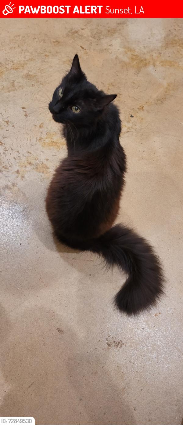 Lost Male Cat last seen Dale Richard road, Sunset, LA 70584
