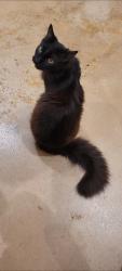 Lost Male Cat last seen Dale Richard road, Sunset, LA 70584