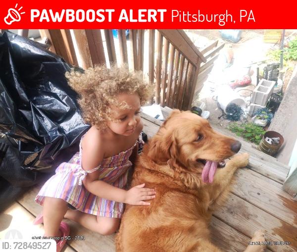 Lost Female Dog last seen Clover is to the right of this hse echols is behind the hse, Pittsburgh, PA 15210