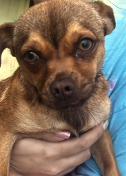 Found/Stray Female Dog last seen 68th and Confluence Drive, Jurupa Valley, CA 92880