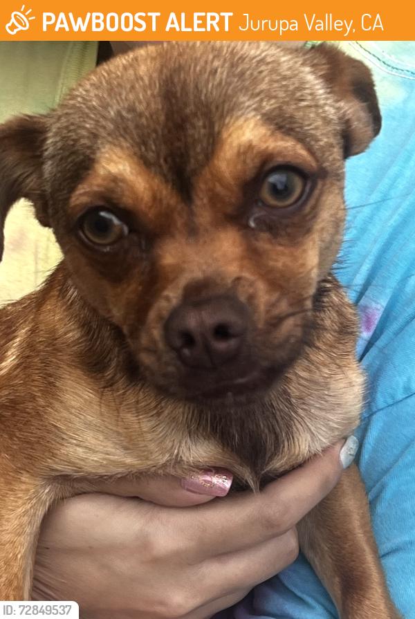 Found/Stray Female Dog last seen 68th and Confluence Drive, Jurupa Valley, CA 92880