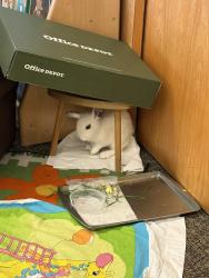 Found/Stray Unknown Rabbit last seen Sundale and Logan , Fremont, CA 94538