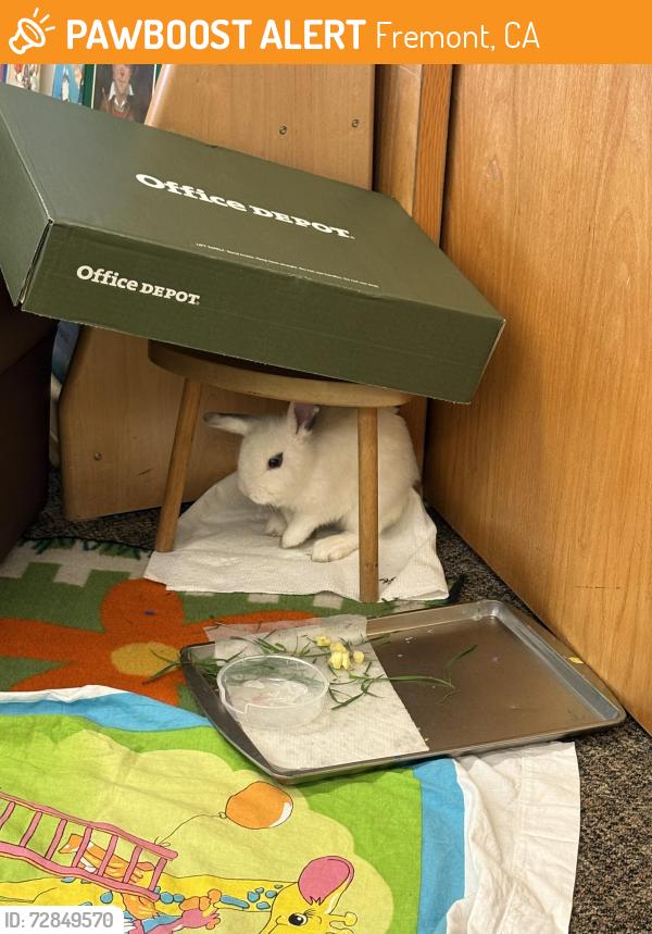 Found/Stray Unknown Rabbit last seen Sundale and Logan, Fremont, CA 94538