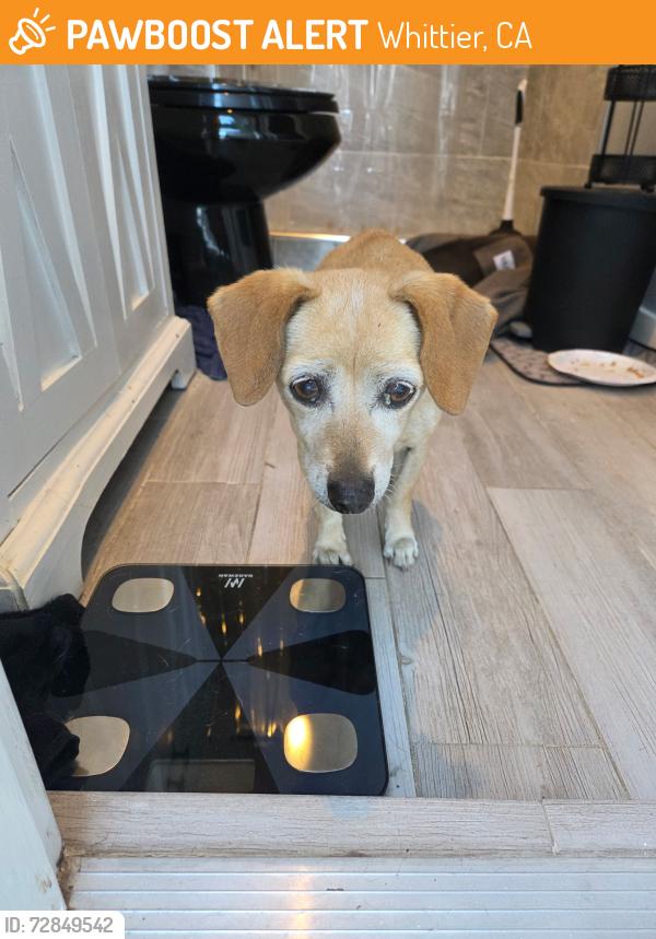 Found/Stray Male Dog last seen Near  Depot on Washington blvd whittier , Whittier, CA 90606