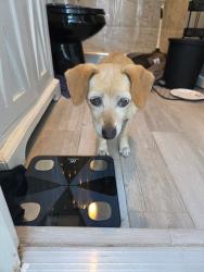 Found/Stray Male Dog last seen Near  Depot on Washington blvd whittier , Whittier, CA 90606