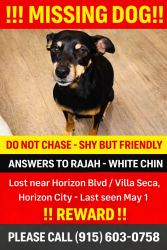 Lost Male Dog last seen Villa Seca , Horizon City, TX 79928