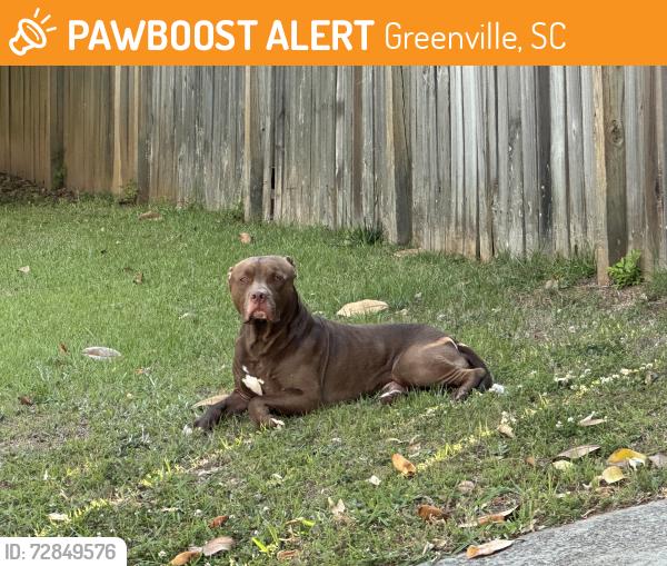 Found/Stray Unknown Dog last seen Aberdeen drive , Greenville, SC 29605