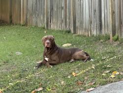 Found/Stray Unknown Dog last seen Aberdeen drive , Greenville, SC 29605