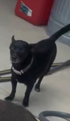 Lost Female Dog last seen Dell Dale, Channelview, TX 77530