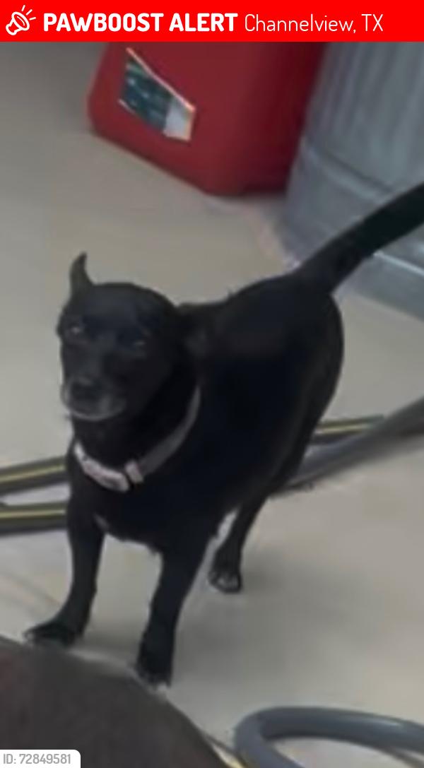 Lost Female Dog last seen Dell Dale, Channelview, TX 77530