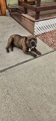 Reunited Male Dog last seen San juan, Hemet, CA 92545
