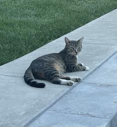 Lost Male Cat last seen East Santa Clara Avenue and North Spurgeon Street, Santa Ana, CA 92706