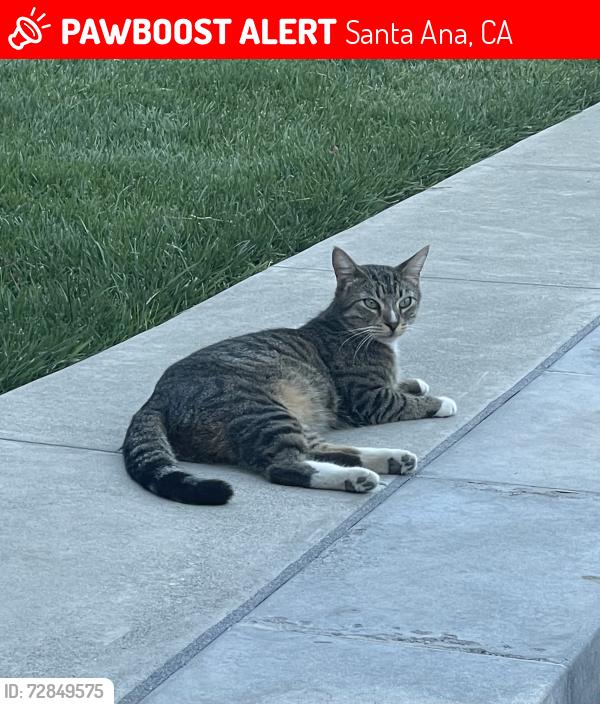 Lost Male Cat last seen East Santa Clara Avenue and North Spurgeon Street, Santa Ana, CA 92706