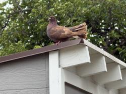 Found/Stray Unknown Bird last seen La veta / schaffer, Orange, CA 92856