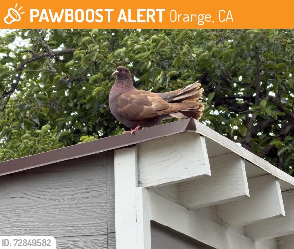 Found/Stray Unknown Bird last seen La veta / schaffer, Orange, CA 92856