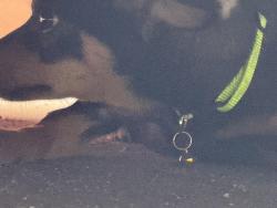 Found/Stray Male Dog last seen Hereford dr and Fairfield , East Los Angeles, CA 90022