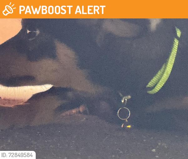 Found/Stray Male Dog last seen Hereford dr and Fairfield , East Los Angeles, CA 90022