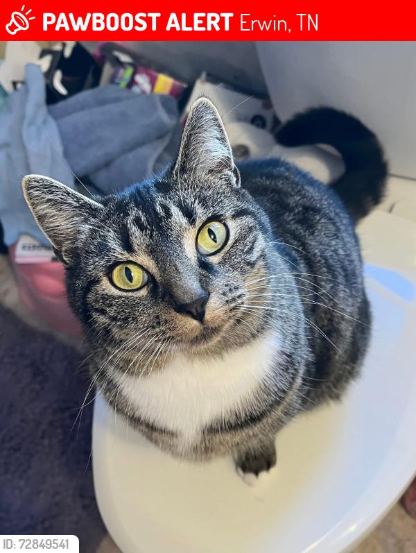 Lost Female Cat last seen Near Rolling Hills rd lot 2, Erwin, TN 37650