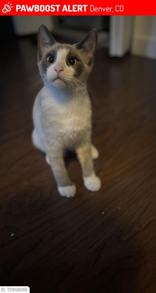 Lost Male Cat last seen Montebello, Denver, CO 80239