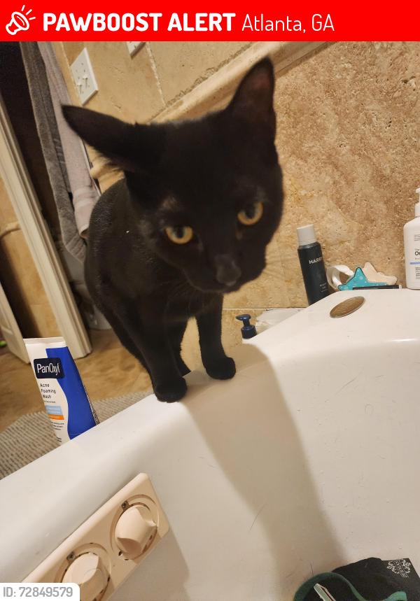 Lost Female Cat last seen Amsterdam Walk, Atlanta, GA 30306