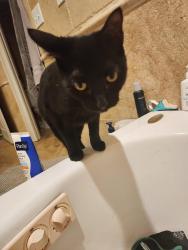 Lost Female Cat last seen Amsterdam Walk, Atlanta, GA 30306