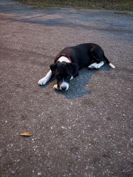 Found/Stray Female Dog last seen 16th and Deer ave, Panama City, FL 32401