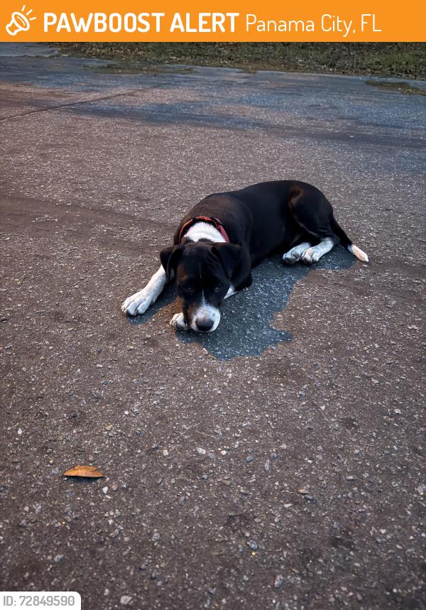 Found/Stray Female Dog last seen 16th and Deer ave, Panama City, FL 32401