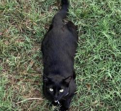 Lost Female Cat last seen Hull st & genito, Midlothian, VA 23112