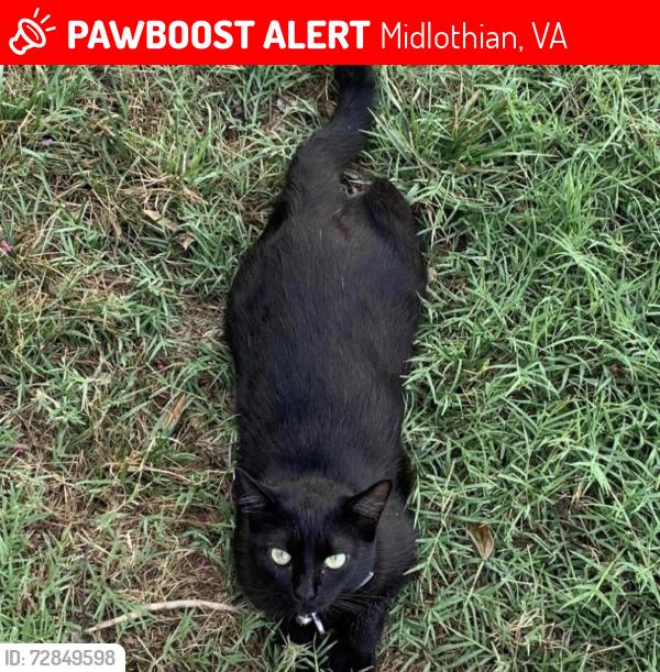Lost Female Cat last seen Hull st & genito, Midlothian, VA 23112
