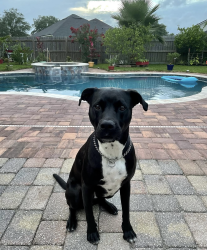 Lost Male Dog last seen Bentwater place , Jacksonville, FL 32246