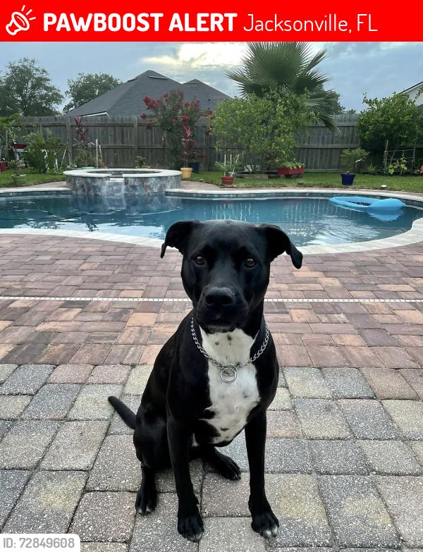 Lost Male Dog last seen Bentwater place , Jacksonville, FL 32246