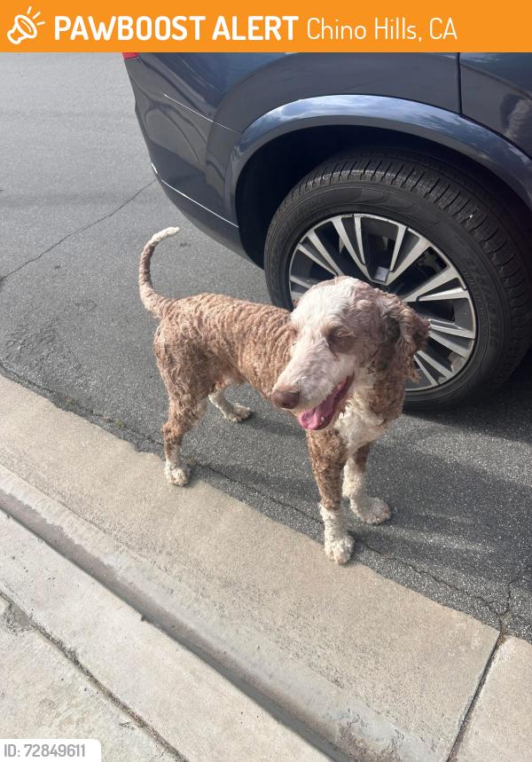 Found/Stray Male Dog last seen Hunters Hill CHINO HILLS CA, Chino Hills, CA 91709