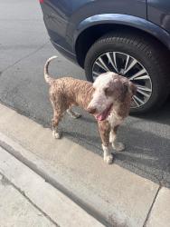 Found/Stray Male Dog last seen Hunters Hill CHINO HILLS CA, Chino Hills, CA 91709