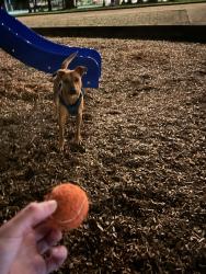 Reunited Female Dog last seen 8th and Columbia, Seattle, WA 98104