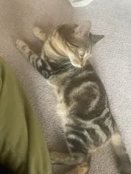 Lost Male Cat last seen Near youngsville hwy, Youngsville, LA 70592