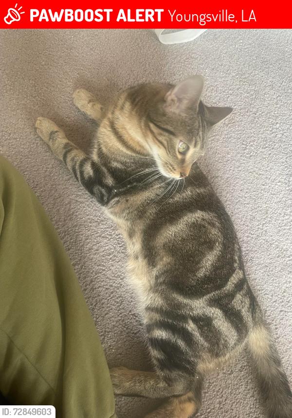 Lost Male Cat last seen Near youngsville hwy, Youngsville, LA 70592