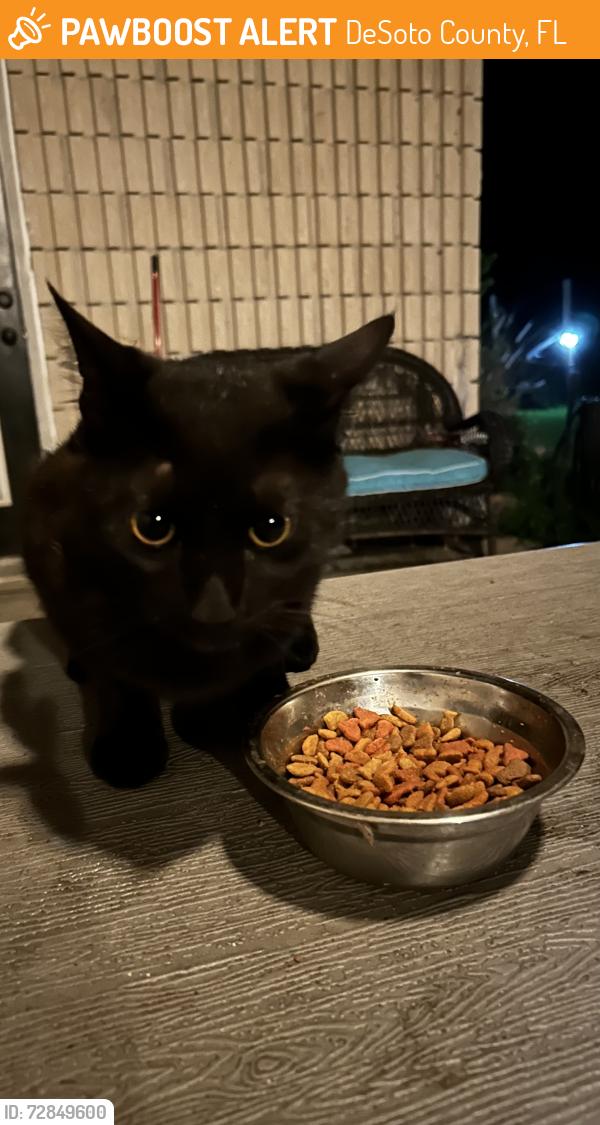 Found/Stray Male Cat last seen Lettuce Lake Avenue Arcadia, DeSoto County, FL 34269