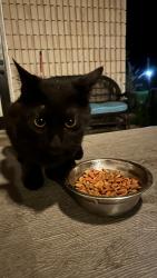 Found/Stray Male Cat last seen Lettuce Lake Avenue Arcadia, DeSoto County, FL 34269